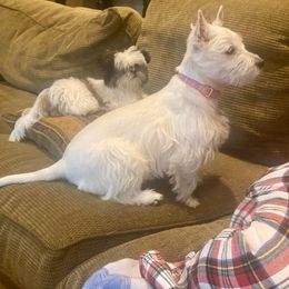 Mi-Kis and West Highland White Terriers from Cricket Hill’s Westies and Shekinah’s Mi-Kis