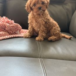 Cavachon, Cavalier King Charles Spaniel, and Cavapoo Puppies from Cavachon Love
