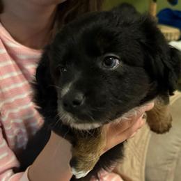Smokey - Black tri male Toy Australian Shepherd puppy in Fairview, Tennessee from Hoffman Forest Acres LLC