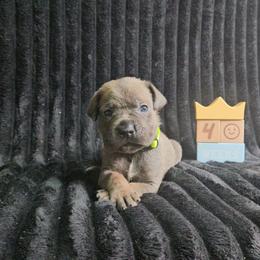 Lime green - Gray brindle male Cane Corso puppy in Fritch, Texas from Carrie Brown's Cane Corsos