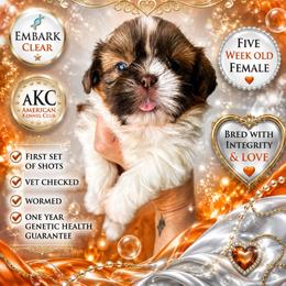 Girl 1 - Red and white female Shih Tzu puppy in Dallas, Texas from Almost Heaven Shih Tzu