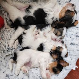 Biewer Terrier and Yorkshire Terrier Puppies from 1.StarDreamPups