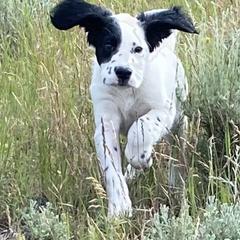 English Setter Puppies from Steens Mountain Setters