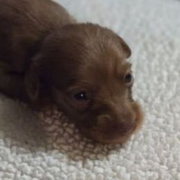 Girl 4 - Chocolate and tan female Dachshund puppy in Edinburg, Virginia from Hunter Lane Dachshunds