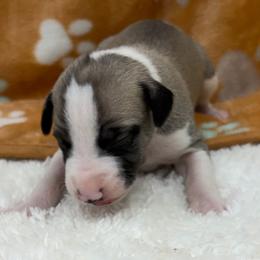 Ollie - Fawn brindle male Whippet puppy in West Plains, Missouri from Sycamore Ridge Puppies