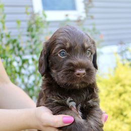 Labradoodle Puppies from Circle City Labradoodles