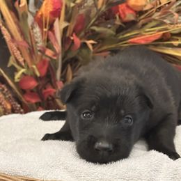 Coalie - Black sable male Belgian Malinois puppy in Silsbee, Texas from Tactimal K9 Kennels