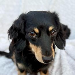 Max - Dachshund