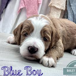 Blue Boy - Red  male Goldendoodle puppy in Travelers Rest, South Carolina from Bailey Mountain Doodles