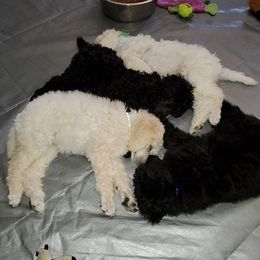 Poodle Puppies from TNT Poodles