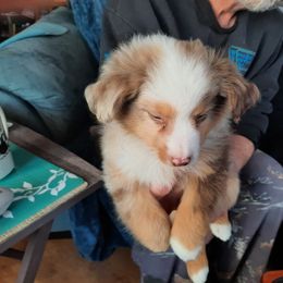 Miniature Australian Shepherd Puppies from GG'ss Aussies,LLC