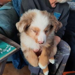 Miniature Australian Shepherd Puppies from GG'ss Aussies,LLC
