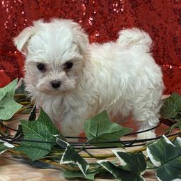Angel - White female Maltese puppy in Monticello, Iowa from Ashley’s Puppies