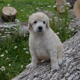 Poodle Puppies from D and D Standard Poodles