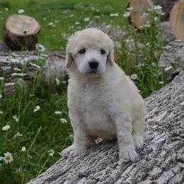 Poodle Puppies from D and D Standard Poodles