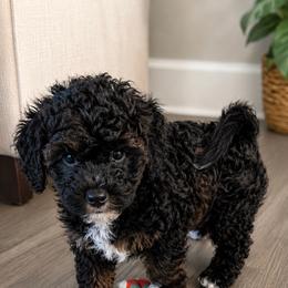 Coco - Black female Poodle puppy in Patterson, New York from Pixie Poodles