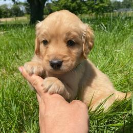 Light Green Boy - Golden male Golden Retriever puppy in Louisville, Illinois from Hearth & Homestead