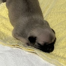 Pug Puppies from Southern Pugs