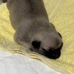Pug Puppies from Southern Pugs