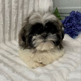 AKC Beau - Red and white male Shih Tzu puppy in Elgin, South Carolina from Silver Bells Paw Prints