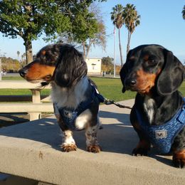Monie - Dachshund
