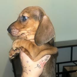 Dachshund Puppies from Doxie Dreams