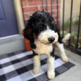 John - Trained - Fully vaccinated. - Tri-color male Bernedoodle puppy in Herriman, Utah from Gypsi Doodles & Poodles LLC.