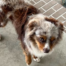 Ringo - Toy Australian Shepherd