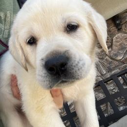 Labrador Retrievers from Four Corners Family Labs