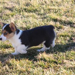 Pembroke Welsh Corgi Puppies from NC Cattle