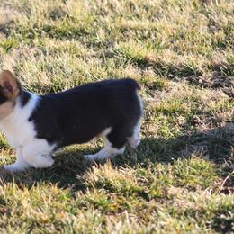 Pembroke Welsh Corgi Puppies from NC Cattle