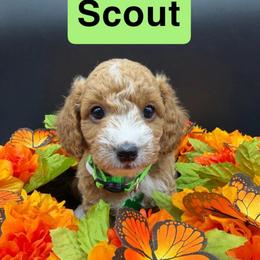 Scout- Green Collar - Apricot male Goldendoodle puppy in Cape Coral, Florida from Nay Nays Mini Doodles
