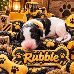 Rubble - Parti male Poodle puppy in Dover, Delaware from Dogtastic Poodles