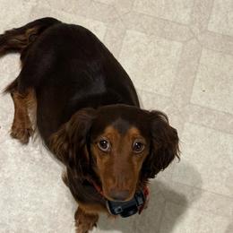 Winnie - Dachshund