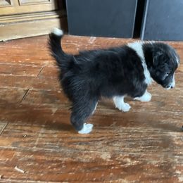 Boy 2 - Black and white Shetland Sheepdog puppy in Buffalo, Minnesota from Gulstad’s Shelties
