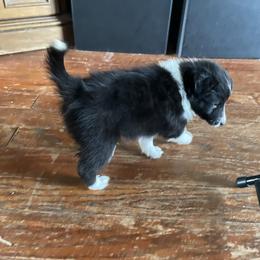 Boy 2 - Black and white Shetland Sheepdog puppy in Buffalo, Minnesota from Gulstad’s Shelties