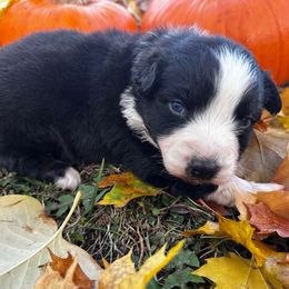 Tyler - Black tri-color male Australian Shepherd puppy in Saint Maries, Idaho from North Idaho Aussies
