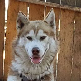 Buddy - Siberian Husky
