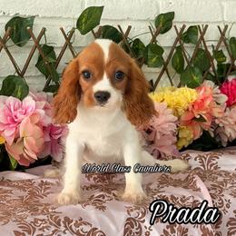 Prada - Blenheim female Cavalier King Charles Spaniel puppy in Hollywood, Florida from World Class Cavaliers