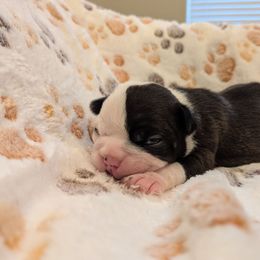 Leaf - Black brindle and white female Boston Terrier puppy in Molalla, Oregon from Mickie's Boston Terriers