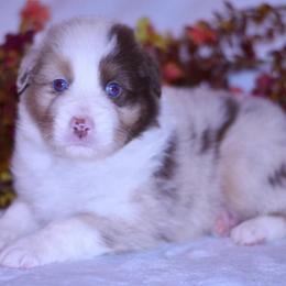 Zephyr - Red merle male Australian Shepherd puppy in Easton, Missouri from MMA Kennel