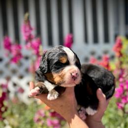 Bernie - Black rust and white male Bernese Mountain Dog puppy in Idaho from Bernese By Barzees