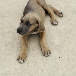 Fawn girl 2 - Fawn Great Dane puppy in Devine, Texas from Texas Devine Danes & Aussies