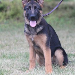 German Shepherd Puppies from Vom Musselman