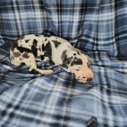 Opie - Harlequin male Great Dane puppy in Marshall, Michigan from Dream K9