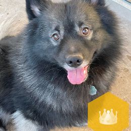 Jacques - Keeshond