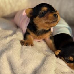 Ciyslle - Black and gold female Yorkshire Terrier puppy in Tyler, Texas from YorkiStars