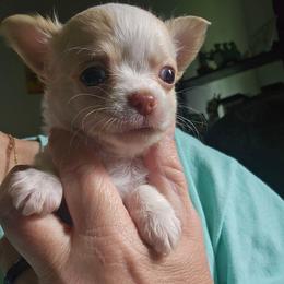 Puppy 4 - Cream and white male Chihuahua puppy in Springfield, Missouri from Casadelopez Tails