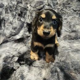 Betty - Black and tan female Dachshund puppy in Tampa, Florida from Deep Space Dachs