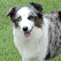 Miniature Australian Shepherds and Toy Australian Shepherds from SF Toy & Miniature Aussie’s